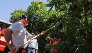 US Department of Agriculture Secretary Sonny Perdue uses a pole to pick an avocado as he visits the Rancho Guejito Avocado farm in Escondido, California, US, July 15, 2019. Reuters/Mike Blake