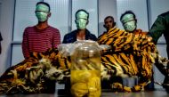 Three Indonesian men being paraded on December 7, 2019 with a seized Sumatran tiger skin and four tiger foetus in a jar, after they were caught by the wildlife enforcement team as they tried to sell these items in Pekanbaru, Riau.  AFP / Wahyudi
 