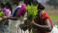 A laborer ties a bundle of rice saplings as others plant them in another field in Karjat, India, March 1, 2016. Reuters / Danish Siddiqui