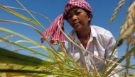 Many Cambodians have spent their life working in rice fields or as cattle herders. (AFP file photo)
