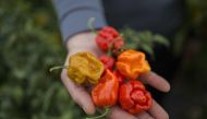 The young farmer Aleksandar Tanic shows the hottest peppers in Serbia on December 3, 2019 that he produces in the southern Serbian town of Niska Banja.Among them is the chubby and gnarled Carolina Reaper, considered to be the hottest pepper in the world a