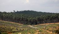 Land that has been cleared is pictured at an oil palm plantation in Johor, Malaysia February 26, 2019. Reuters / Edgar Su