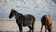 Horses graze in a wintry steppe outside the village of Kaynar in Almaty region, Kazakhstan December 8, 2019. Reuters/Pavel Mikheyev 