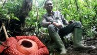 A fleshy red flower with white blister-like spots on its enormous petals and measuring a whopping 111 centimetres (3.6 feet) in diameter at the Maninjau nature preserve in Agam, West Sumatra. AFP / West Sumatra BKSDA