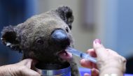 File photo of a rescued kaola receiving treatment in Port Macquarie. AFP