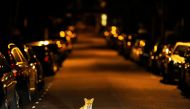 An urban fox sits in the middle of a south London road in the early hours of September 17, 2008. Reuters / Dylan Martinez