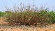 Desert Locusts are seen in a grazing land on the outskirt of Dusamareb in Galmudug region, Somalia December 22, 2019. REUTERS/Feisal Omar/File Photo
