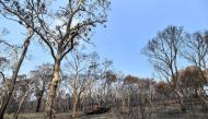 A burnt car is seen among the charred trees in Lithgow, in Australia's New South Wales, on January 11, 2020. AFP / SAEED KHAN