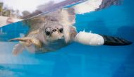 Female turtle named Goody tests out the first prosthetic flipper that will help other sea turtles injured from fishing gears to swim again, in Phuket, Thailand January 10, 2020. Picture taken January 10, 2020. REUTERS/JIRAPORN KUHAKAN