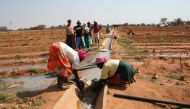 Women farmers tend their fields at the Tjankwa Irrigation Scheme in Plumtree District, 100km west of Bulawayo, Zimbabwe, September 18, 2014. Thomson Reuters Foundation/Busani Bafana