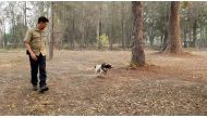 Animal trainer Ryan Tate watches Taylor, a koala detection dog, during a demonstration that shows how the dog spots the marsupial through fur and fresh scat, at Port Macquarie, New South Wales, Australia, November 22, 2019, in this still image from video 