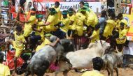 :Participants try to control bulls during the annual bull taming 'Jallikattu' festival in Palamedu village on the outskirts of Madurai in the southern Indian state of Tamil Nadu on January 16, 2020. / AFP / Arun SANKAR 