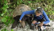 Yan Coquet, program coordinator of the conservation boot camp, comforts an Aldabra giant tortois as he monitors Cousin Island, a nature reserve island managed by Nature Seychelles November 21, 2019. AFP / Yasuyoshi Chiba 