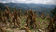 A view of corn crop, ruined by drought, in Baja Verapaz September 23, 2009. REUTERS/Daniel LeClair