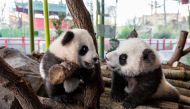 A handout photo shows twin panda cubs Meng Yuan (nicknamed Paule) and Meng Xiang (nicknamed Pit) in Berlin Zoo, Germany, January 21, 2020. Berlin Zoo/Handout via REUTERS