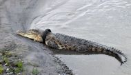 This picture taken on January 22, 2020, shows a crocodile, with a motorcycle tire around its neck, sun bathing by the riverbanks, in Palu, Central Sulawesi. AFP / MUHAMMAD