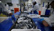 French workers fillet mackerels in a fish processing plant in the port of Boulogne-sur-Mer, France, January 29, 2020. Reuters/Pascal Rossignol