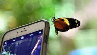 A butterfly sits on a mobile phone at the American Natural History Museum in New York on October 3, 2018. AFP / Angela Weiss