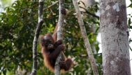 A baby orangutan hangs from a tree at Camp Leakey in Tanjung Puting National Park in Central Kalimantan province, Indonesia, June 15, 2015. Reuters / Darren Whiteside