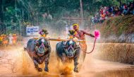  In this photo taken on January 31, 2020, Srinivas Gowda, 28, hailing from the Dakshina Kannada district runs alongside his buffalos during 'Kambala', the traditional buffalo racing event, held at Aikala village in Dakshina Kannada district about 30 kms f