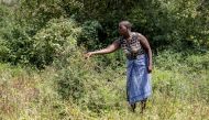 Kenyan farmer Mwende Kimanzi looks at the damage caused to her crops after locusts swarm descended on it in the region of Kyuso, Kenya, February 18, 2020. Picture taken February 18, 2020. Reuters/Baz Ratner
 