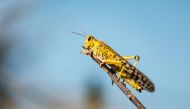 Swarms of locusts land and feed on shea trees, which are a big source of food and income for local farmers, in Otuke on February 17, 2020.  AFP / Sumy Sadurni 
 
 
