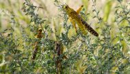 Desert locusts are seen in a grazing land in Nakwamuru village, Samburu County, Kenya January 16, 2020. Reuters/Njeri Mwangi