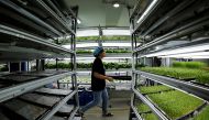 A staff member walks to harvest microgreens at an indoor hydroponic vegetable farming facility in Beijing, China August 12, 2019. Reuters/Florence Lo