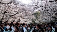 People wearing face masks, amid concerns of the COVID-19 coronavirus, walk under the cherry blossoms at Ueno park in Tokyo on March 22, 2020. / AFP / Behrouz Mehri 