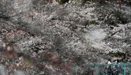 People wearing protective face masks following an outbreak of the coronavirus disease (COVID-19) are seen among blooming cherry blossoms in Tokyo, Japan March 26, 2020. REUTERS/Issei Kato
