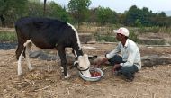 Anil Salunkhe, a farmer, feeds strawberries to his cow during a 21-day nationwide lockdown to slow the spreading of coronavirus disease (COVID-19), at Darewadi village in Satara district in the western state of Maharashtra, India, April 1, 2020. Reuters/R