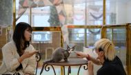 In a photo taken on March 31, 2020 customers play with a cat at the Eden Meerkat Friends animal cafe in Seoul. Business has been devastated by the coronavirus outbreak, with South Koreans staying at home under social distancing guidelines, and tourism dis