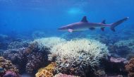 This undated handout photo received on April 6, 2020 from the ARC Centre of Excellence for Coral Reef Studies at James Cook University, shows coral bleaching on the Great Barrier Reef