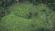 FILE PHOTO: An aerial view of coca plantations in Tumaco, Colombia February 26, 2020. REUTERS/Luisa Gonzalez/File Photo