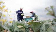 Farmers harvest vegetables at a farm in a village in Haian, Jiangsu province, China April 19, 2020. Picture taken April 19, 2020. China Daily via REUTERS