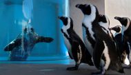 Cape penguins walk past a seal in an aquarium at Hakkeijima Sea Paradise, which is closed amid the COVID-19 coronavirus pandemic, in Yokohama on May 8, 2020 as part of a theme park's project to deliver the state of animals through official website and SNS