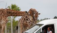 People sit in a car as the Hungarian National Circus opens a drive-in Safari Park during the coronavirus disease (COVID-19) outbreak, in Szada, Hungary May 19, 2020. Picture taken May 19, 2020. REUTERS/Bernadett Szabo