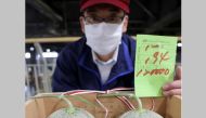 A man shows a pair of melons produced in Yubari which was sold for 120,000 yen (1,100 USD) during the season's first auction in Sapporo, Hokkaido prefecture on May 25, 2020. Japan OUT / AFP / JIJI PRESS / STR