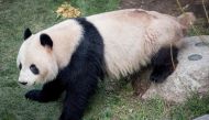 A picture taken on April 9, 2019 shows Panda Xing Er sitting in its enclosure in the Copenhagen zoo. Driven by a sudden desire to escape, a panda briefly escaped on June 8, 2020 from its enclosure at the Copenhagen zoo, before being apprehended by the sta
