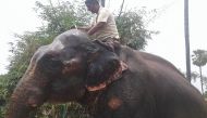 This picture taken on June 9, 2020 shows Indian landowner Akhtar Imam with one of his elephant at Murgia Chai village, in Janipur near Patna. AFP / Mohd Imran Khan 