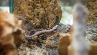 A young olm or proteus (Proteus anguinus) an aquatic salamander is seen in an aquarium in Postojna Cave, Slovenia on June 11, 2020. AFP / Jure Makovec