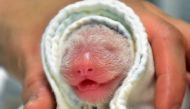 This handout photo taken on June 28, 2020 and received on June 29, 2020 shows a newborn baby panda at the Taipei Zoo in the Taiwan capital after the yet-unnamed-cub, weighing 186 grammes, was born after a five-hour labour. AFP / Taipei Zoo / Handout 