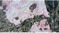 An aerial picture taken on July 3, 2020 above the Presena glacier near Pellizzano , shows pink colored snow, supposedly due to the presence of colonies of algae of the species Ancylonela nordenskioeldii from Greenland. / AFP / Miguel Medina