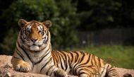 (FILES) In this file photo taken on August 25, 2017, a Siberian tiger sits in the Hengdaohezi Siberian Tiger Park in Hengdaohezi township on the outskirts of Mudanjiang. AFP / Nicolas ASFOURI