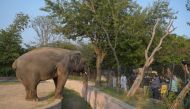 Media representatives take video and photographs of Elephant Kaavan as it stands behind a fence at the Marghazar Zoo in Islamabad on July 18, 2020.  A Pakistani court approved the relocation of a lonely and mistreated elephant to Cambodia on July 18 after