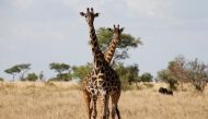 A giraffe is stands during a guided safari tour at the Dinokeng Game Reserve outside Pretoria, on August 7, 2020. / AFP / Michele Spatari
