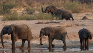 A group of elephants are seen near a watering hole inside Hwange National Park, in Zimbabwe, October 23, 2019. REUTERS/Philimon Bulawayo/File Photo