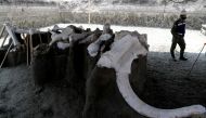 Mammoth bones are pictured at a site where archaeologists and workers of Mexico's National Institute of Anthropology and History (INAH) work and where more than 100 mammoth skeletons have been identified, along with a mix of other ice age mammals, at an a