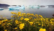 Wildflowers bloom on a hill overlooking a fjord filled with icebergs near the south Greenland town of Narsaq July 27, 2009. REUTERS/Bob Strong/File Photo