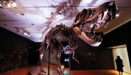 An approximately 67 million-year-old Tyrannosaurus Rex skeleton, one of the largest, most complete ever discovered and named 